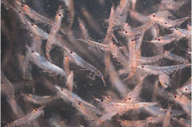 The future of krill: Experts recommend new management strategies