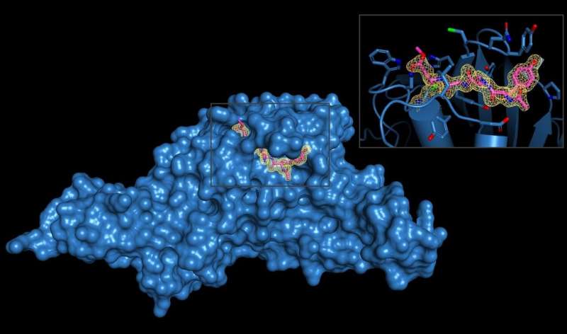 Viral 'molecular scissor' is next COVID-19 drug target