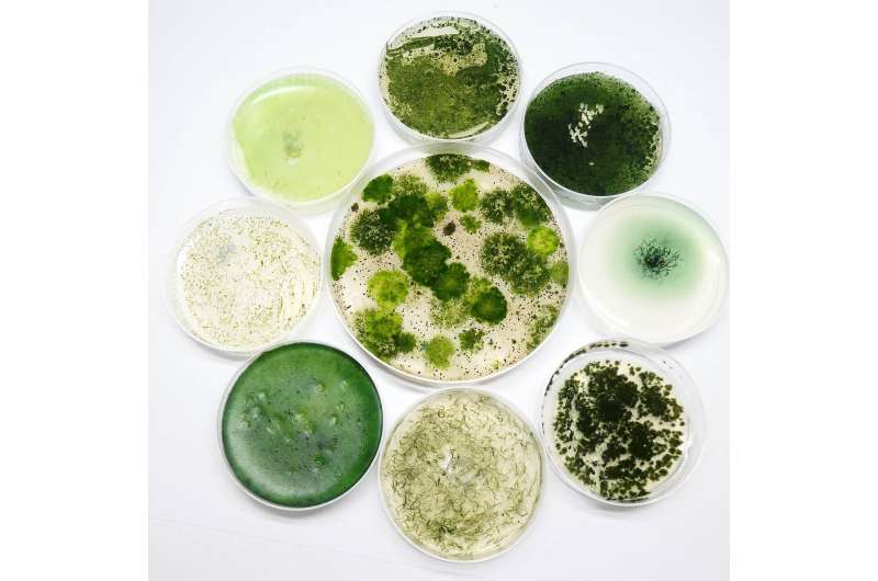 Cianobacterias: pequeños candidatos como grandes esperanzas para la medicina y la biotecnología