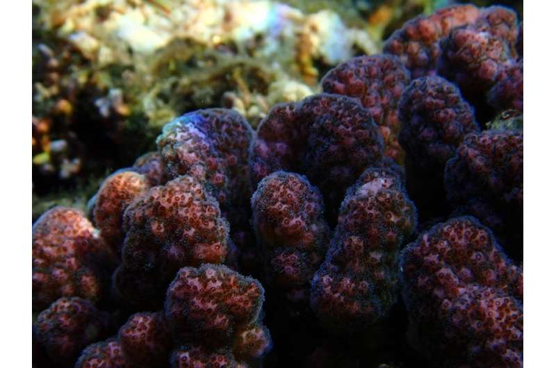 Cauliflower coral genome sequenced