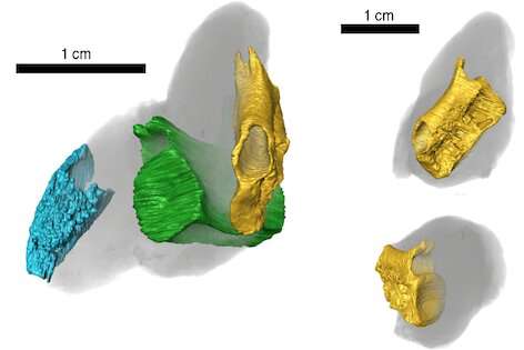 Fossil poop shows fishy lunches from 200 million years ago