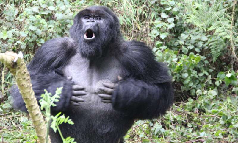 Violent encounters between gorillas slow population growth rate