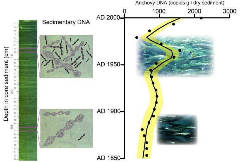 The first detection of marine fish DNA in sediment sequences going back 300 years