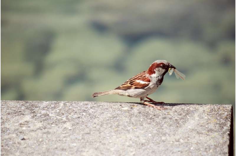 Abundance of prey species is key to bird diversity in cities