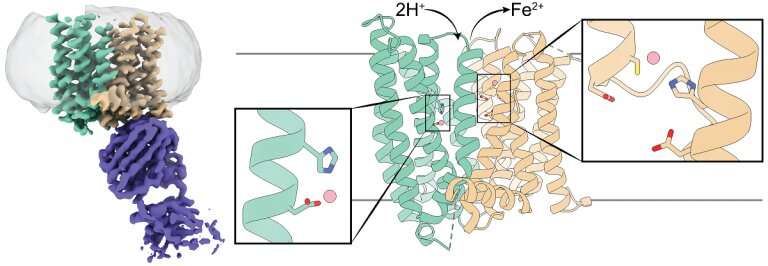 Revealing the unexpected structure of iron-exporter ferroportin