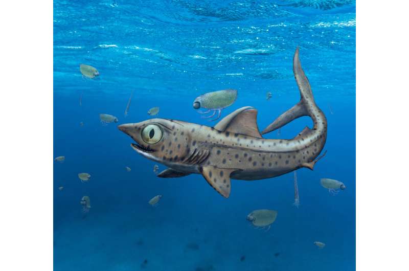 Prehistoric shark hid its largest teeth