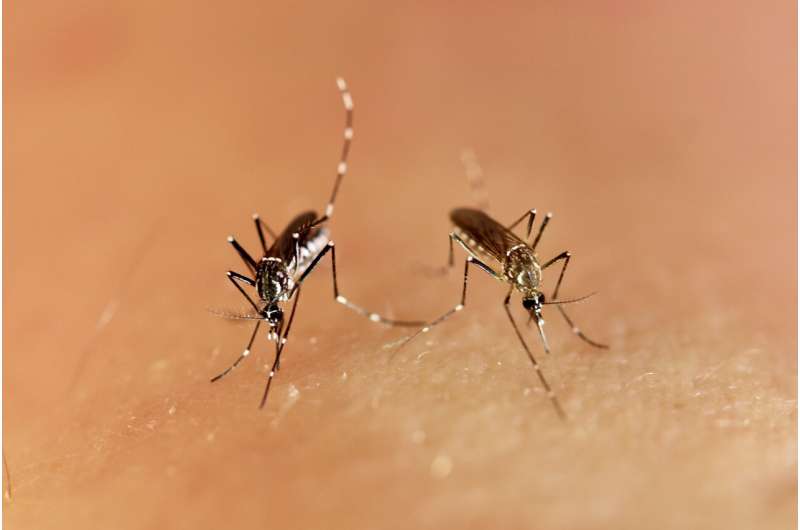 Greater mosquito susceptibility to Zika virus fueled the epidemic