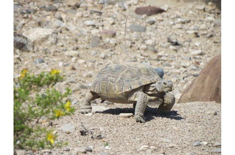 Study of threatened desert tortoises offers new conservation strategy