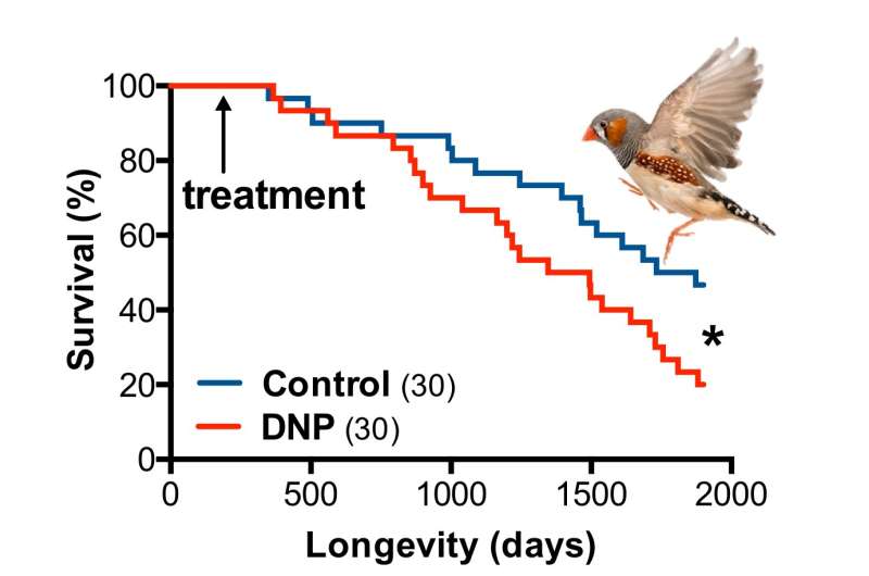 Listen to the birds: illegal diet pill DNP might kill you on the long run