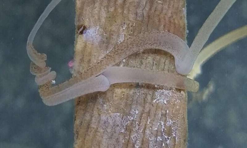Shipworms' competitive sex frenzy caught on film