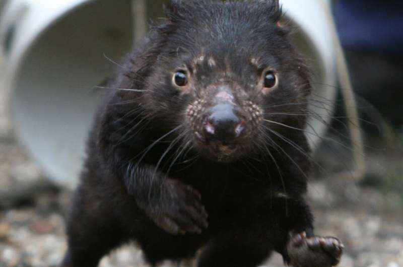 Tasmanian devils may survive their own pandemic