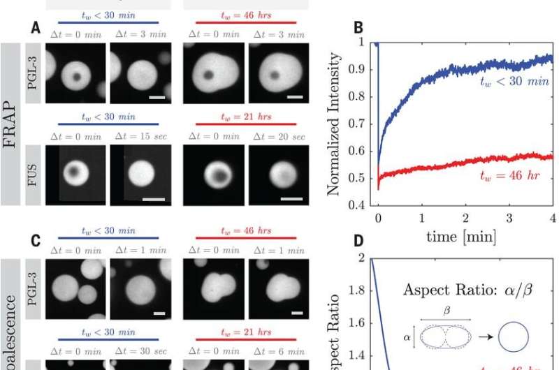 Characterizing the time-dependent material properties of protein condensates