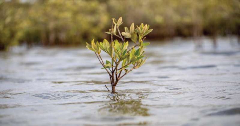 Researchers uncover an overlooked process enhancing the carbon-removal potential of mangroves
