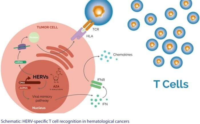 A step forward toward immunotherapy for hematological cancers
