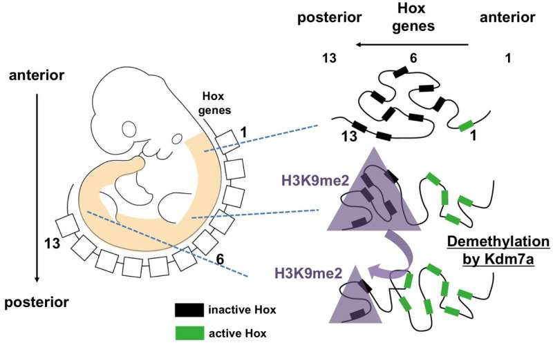 Researchers find that lysine demethylase 7a enzyme ensures the ordered axial development of mouse embryos