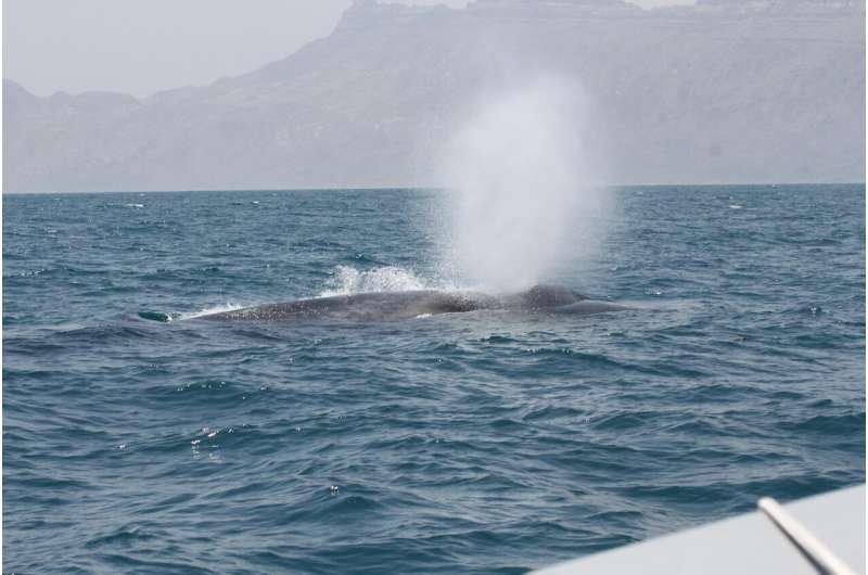 New population of blue whales discovered in the western Indian ocean