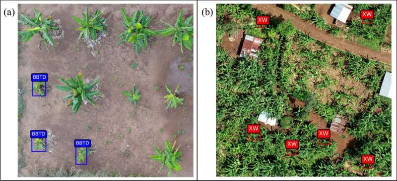 Aerial images detect and track food security threats for millions of African farmers