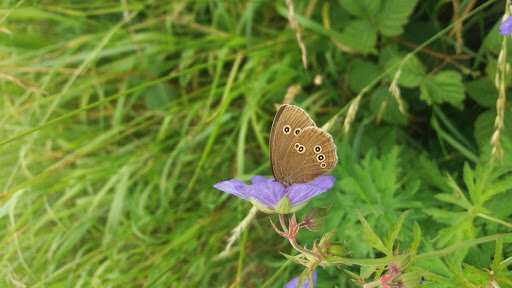 Agricultural conservation schemes not enough to protect Britain's rarest butterflies