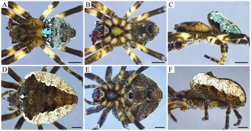 A new species of spider