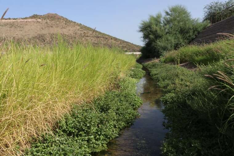 Biodiversity resurgence in effluent-fed desert riverbeds
