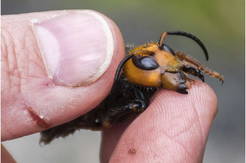 Bug experts dismiss worry about US 'murder hornets' as hype