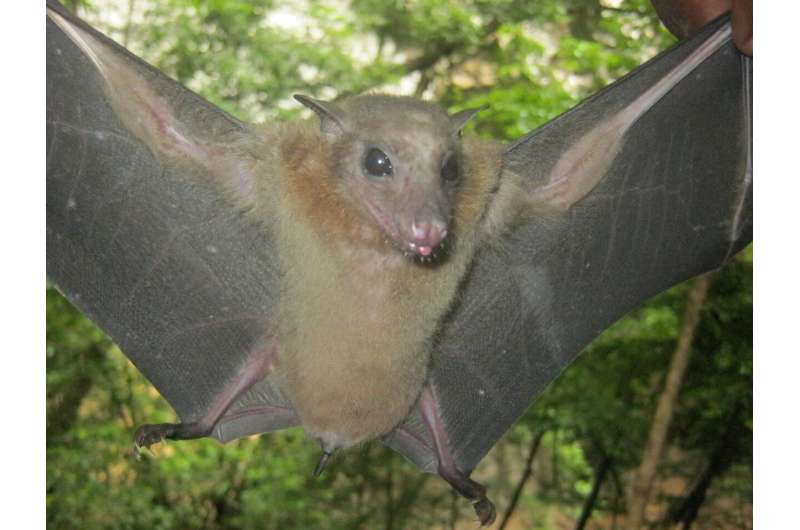 Coronaviruses and bats have been evolving together for millions of years