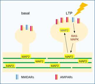 Discovery of a novel function for MAP2 in synaptic strengthening