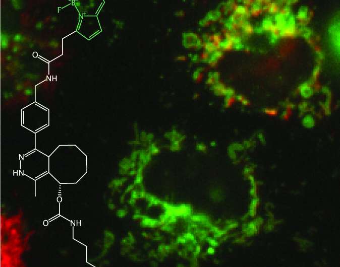 Illuminating tiny proteins in living cells using single-residue labeling tags