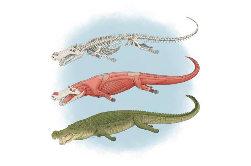 New study confirms the power of Deinosuchus and its 'teeth the size of bananas'