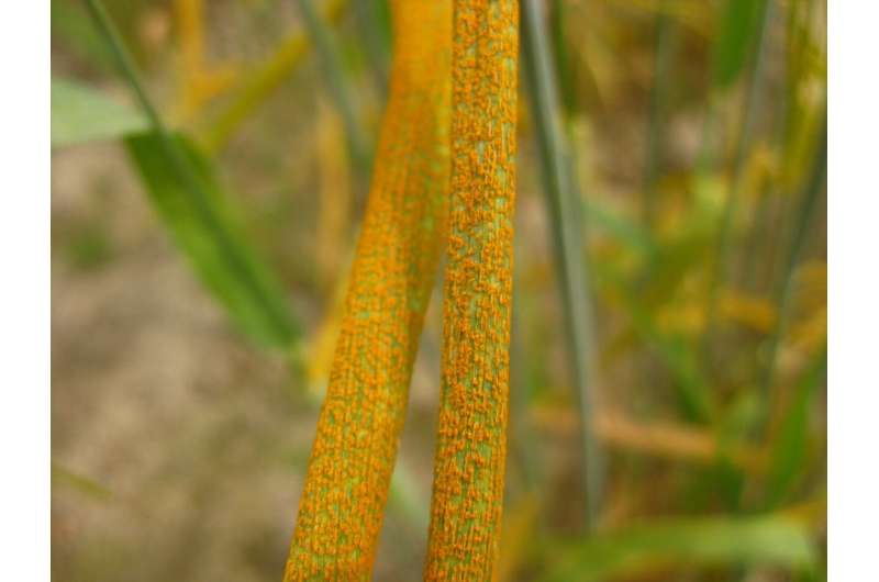 New study identifies wheat varieties that resist the destructive stripe rust disease
