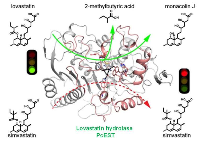 Scientists reveal catalytic mechanism of lovastatin hydrolase