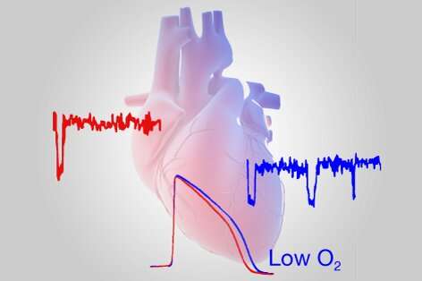 Study reveals how low oxygen levels in the heart predispose people to cardiac arrhythmias