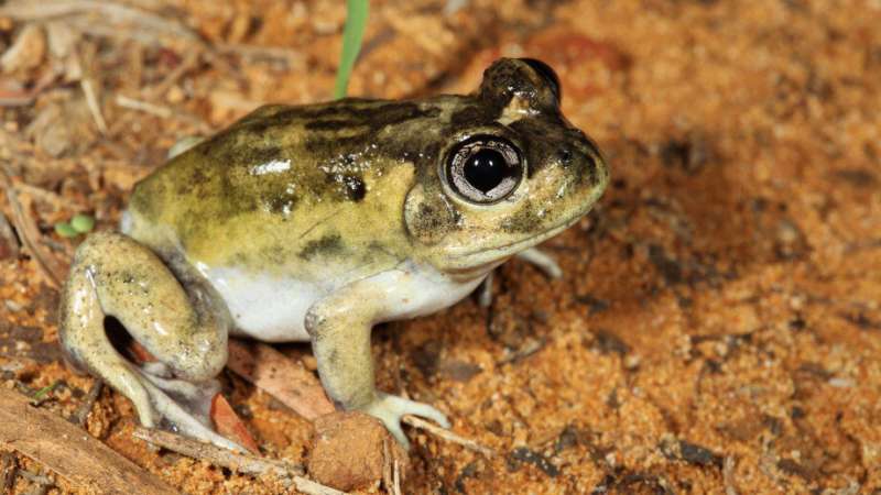 Study shows how Australia’s burrowing frogs handle the heat