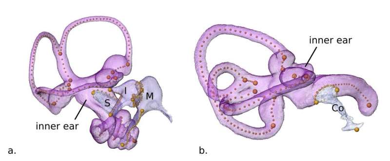 The evolutionary puzzle of the mammalian ear