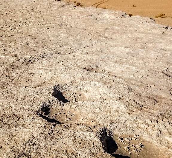 This handout photo shows elephant trackway