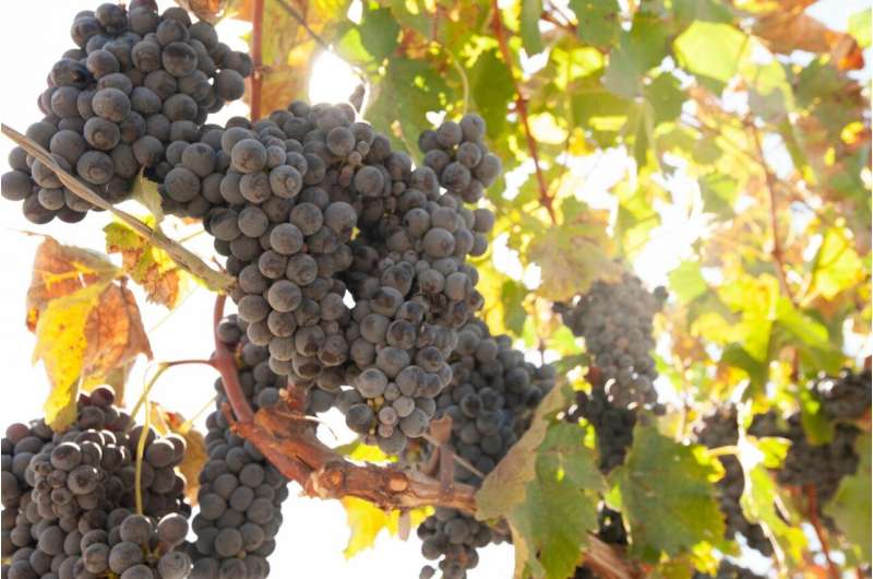 Uncovering the genetic basis of hermaphroditism in grapes, the trait that allowed domestication