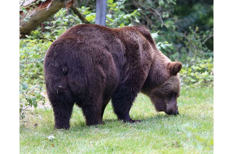 Understanding different brown bear personalities may help reduce clashes with people