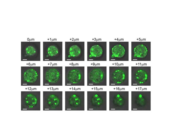 Researchers create artificial organelles to control cellular behavior