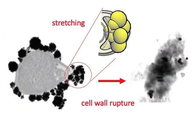 Researchers identify the physical mechanism that can kill bacteria with gold nanoparticles