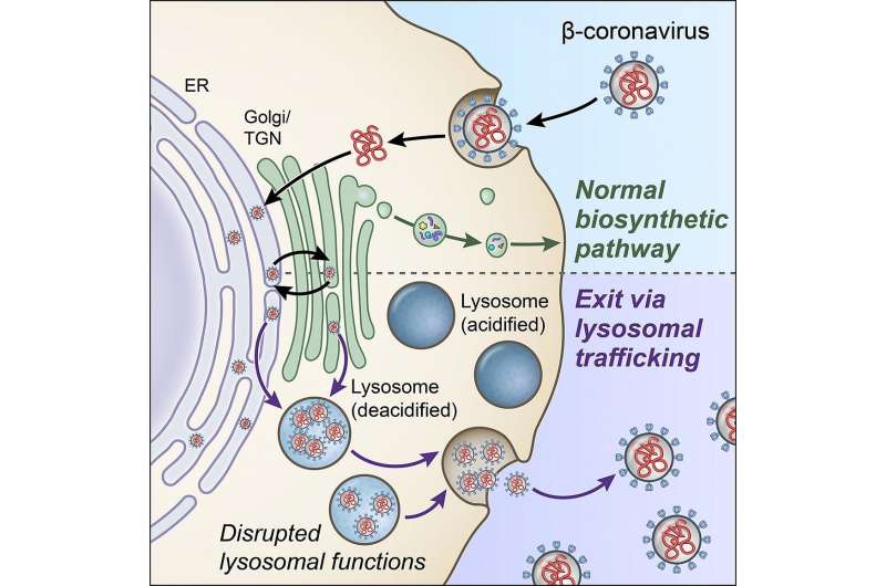 Scientists discover key pathway in lysosomes that coronaviruses use to exit cells