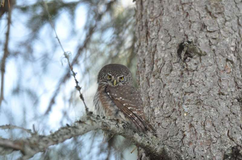 Climate change may melt the &quot;freezers&quot; of pygmy owls and reduce their overwinter survival