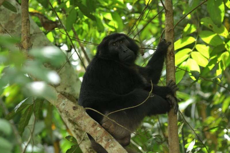 Deforestation on Indonesian island of Sulawesi destroys habitat of endemic primates