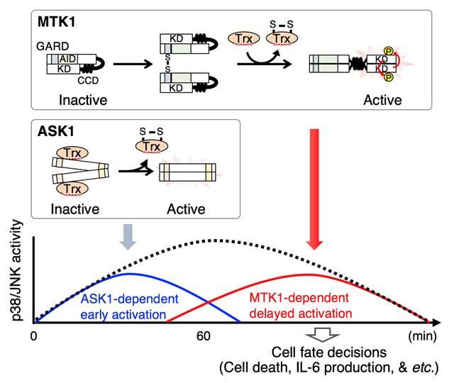 Identification of new &quot;oxidative stress sensor&quot; MTK1