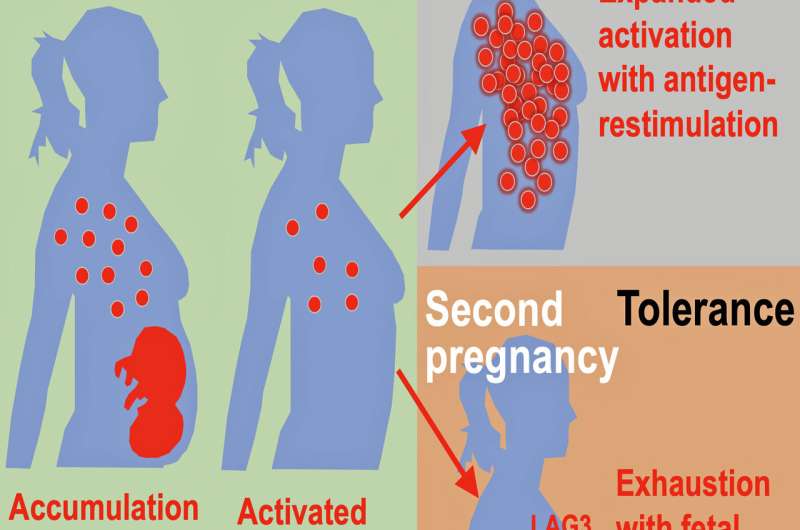 Immune system works differently between and first and later pregnancies