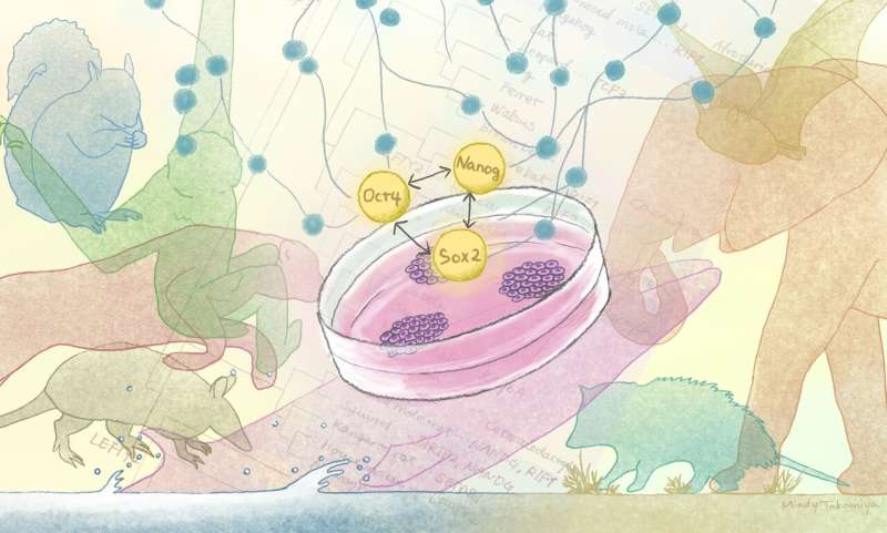 New insight into mammalian stem cell evolution