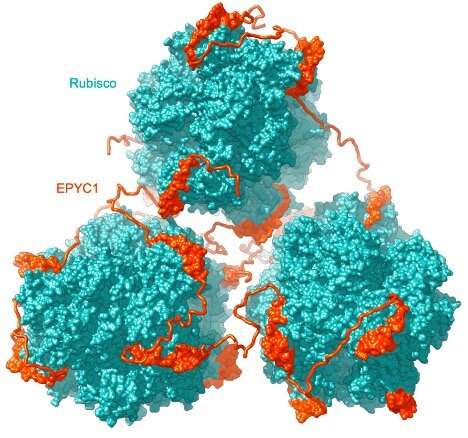 Princeton scientists solve the mystery behind an enigmatic organelle, the pyrenoid