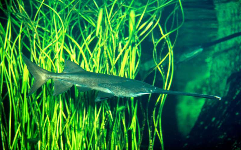 Researchers announce extinction of the Chinese paddlefish