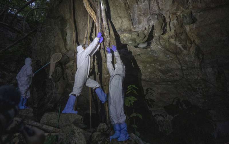 Thai scientists catch bats to trace virus origins