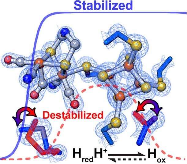 Researchers find how enzyme environment alters the rate and direction of a reaction