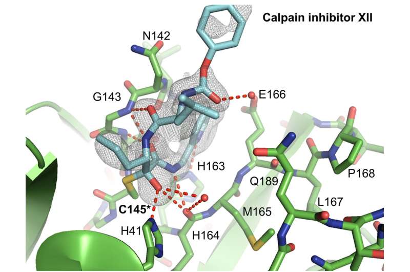 Study reveals strategy to create COVID-19 drugs to inhibit virus's entry and replication